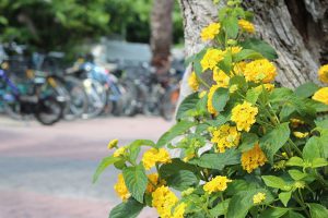 flores y bicis