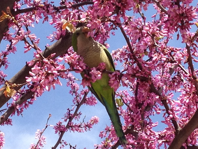 parque maternitat 1