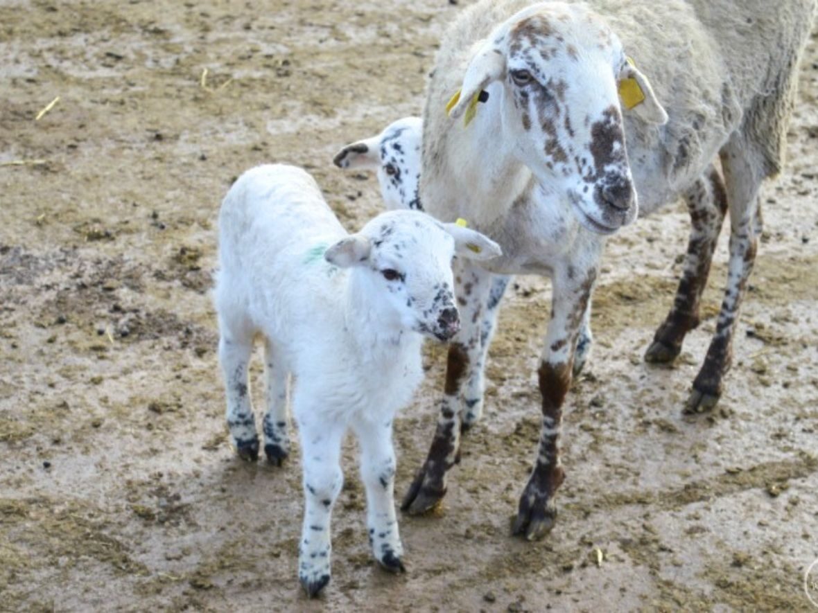 Mas Mercè granja con niños