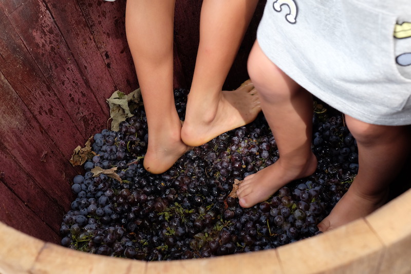 Excursiones con niños cerca de Barcelona - Cavas Vilarnau