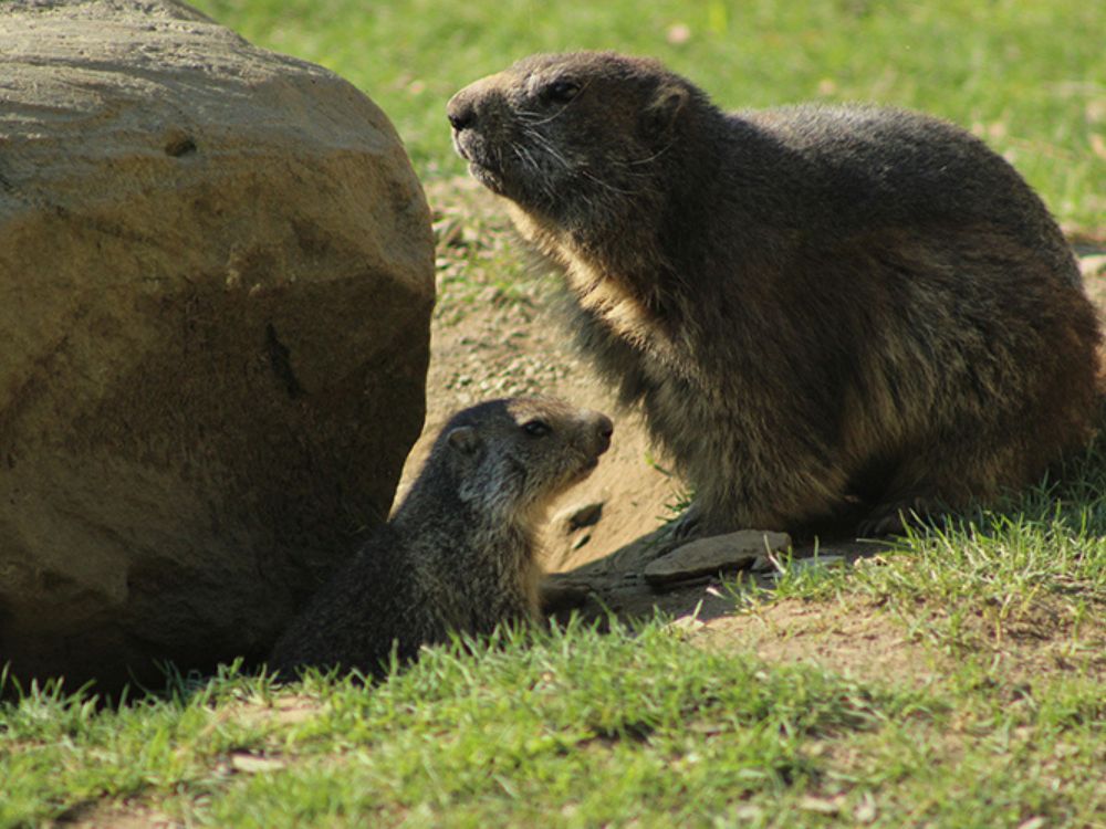 safari animales barcelona