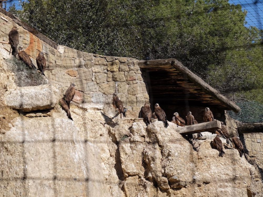 safari animales barcelona