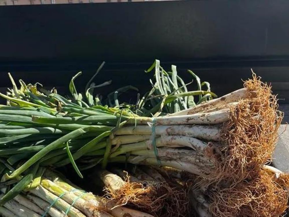 Calçots-espai-granada