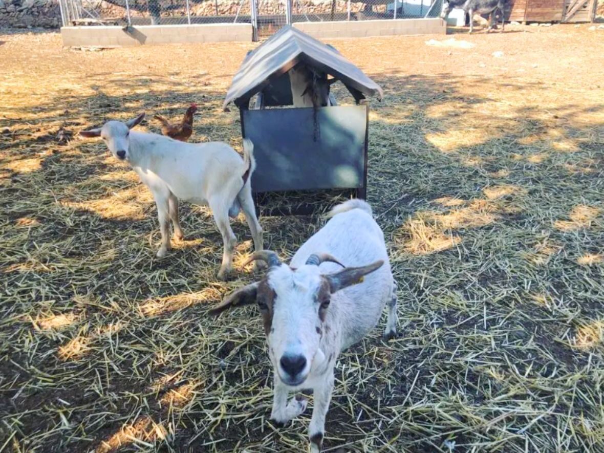 Mon La Bassa santuario animales visita en familia