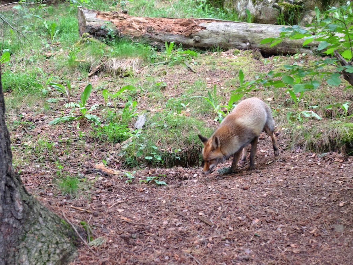 Mon Natura Pirineus recuperación animales