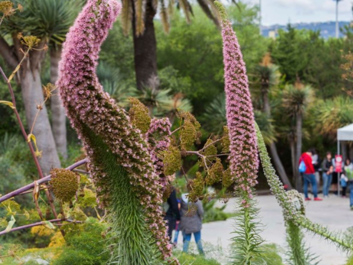 Nit dels Museus Jardin Botánico