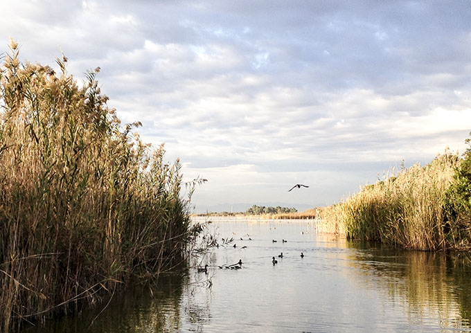 W-ALBUFERA-aves