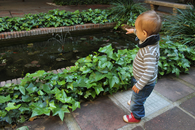 estanque peces jardines de la UB