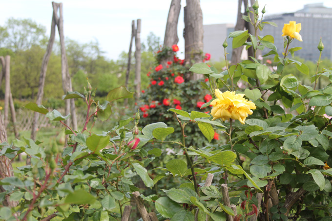 rosaleda parque cervantes