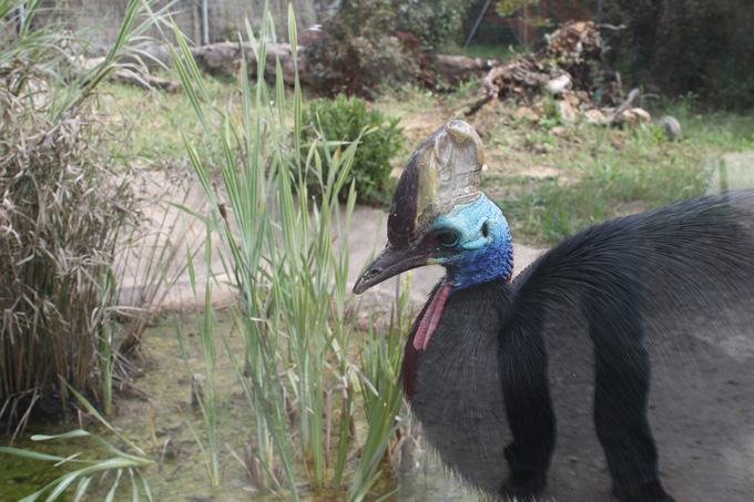 Montpellier. Zoo. Casuario