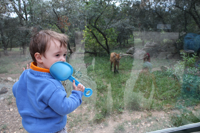 Montpellier. Zoo. zorro