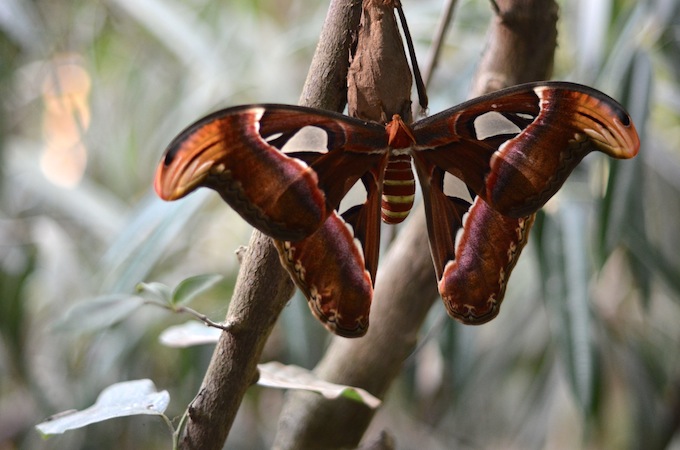 Butterfly park 3