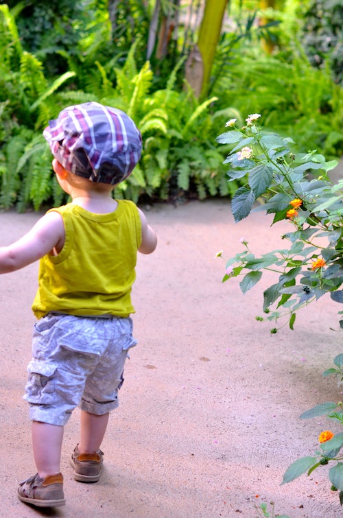 Butterfly park 4