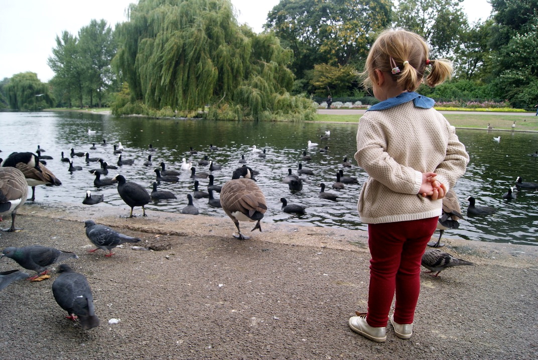 canal regents animales