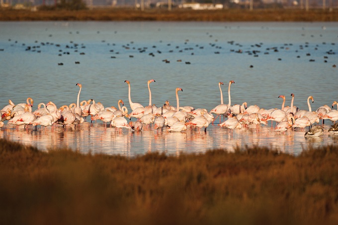 4_flamencos