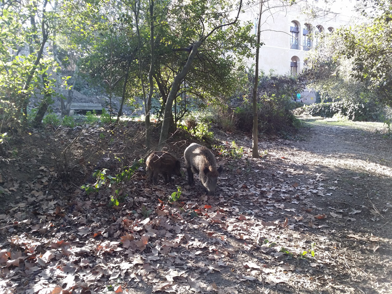 jabalis en collserola