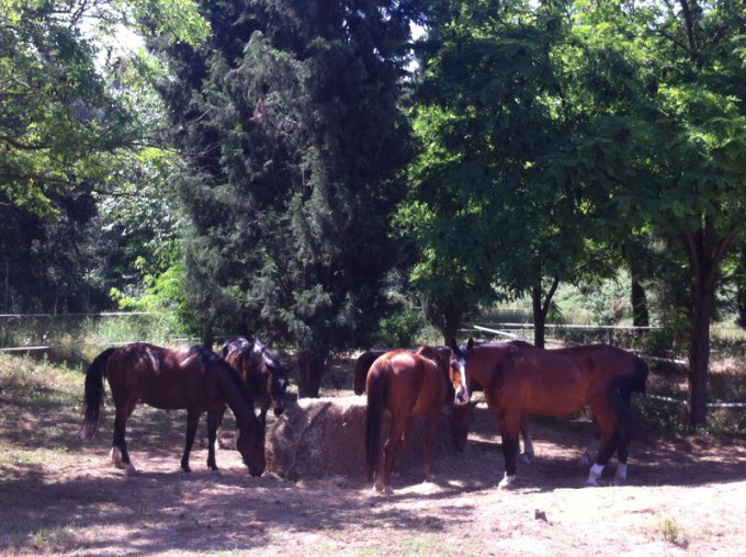 caballos espai natura can fatjo