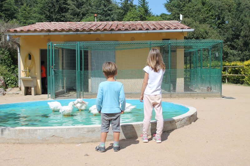 granja patos vilar rural