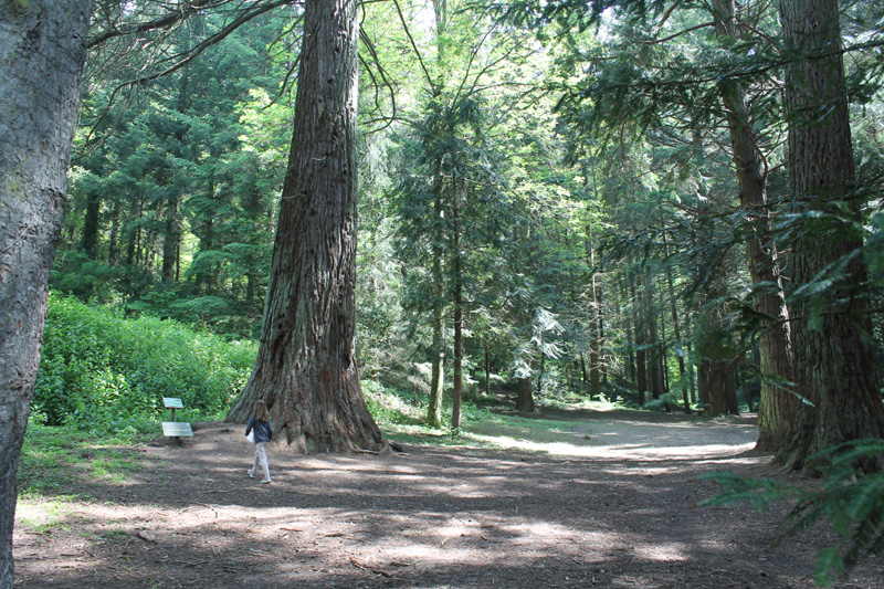 arboretum