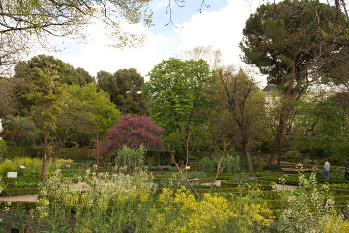 Jardin botanico Madrid6