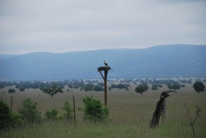 parque-nacional-cabaneros