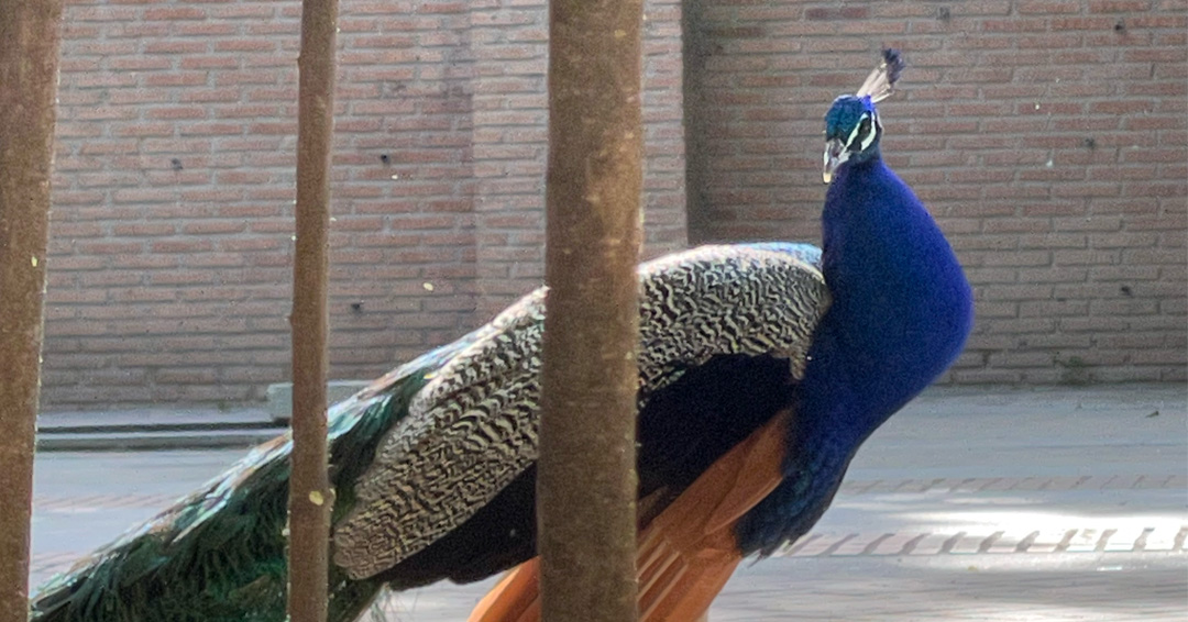 Parque Quinta de la Fuente del Berro, Barrio Salamanca y Retiro